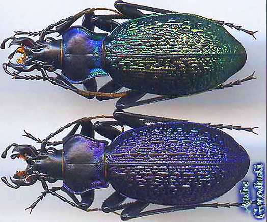 http://www.gorodinski.ru/carabus/Imaibius wittmerorum.jpg